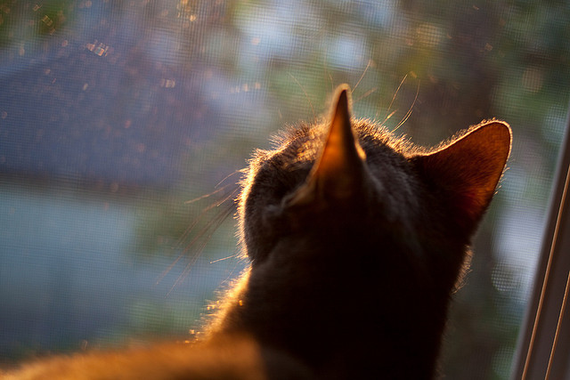 东北虎啸震长空，乔治连珠定江山，吉林队末节制霸老鹰