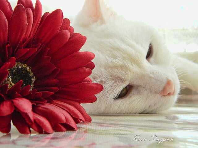 迪马利亚魔咒降临,第92分钟的逆转风暴如何撕裂苏格兰防线