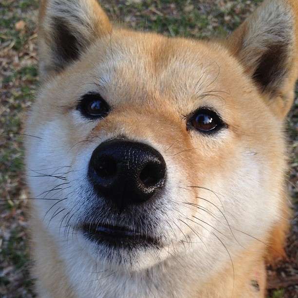 北境风暴vs南欧航线，当挪威收割者在德甲争冠战中直面葡萄牙军团