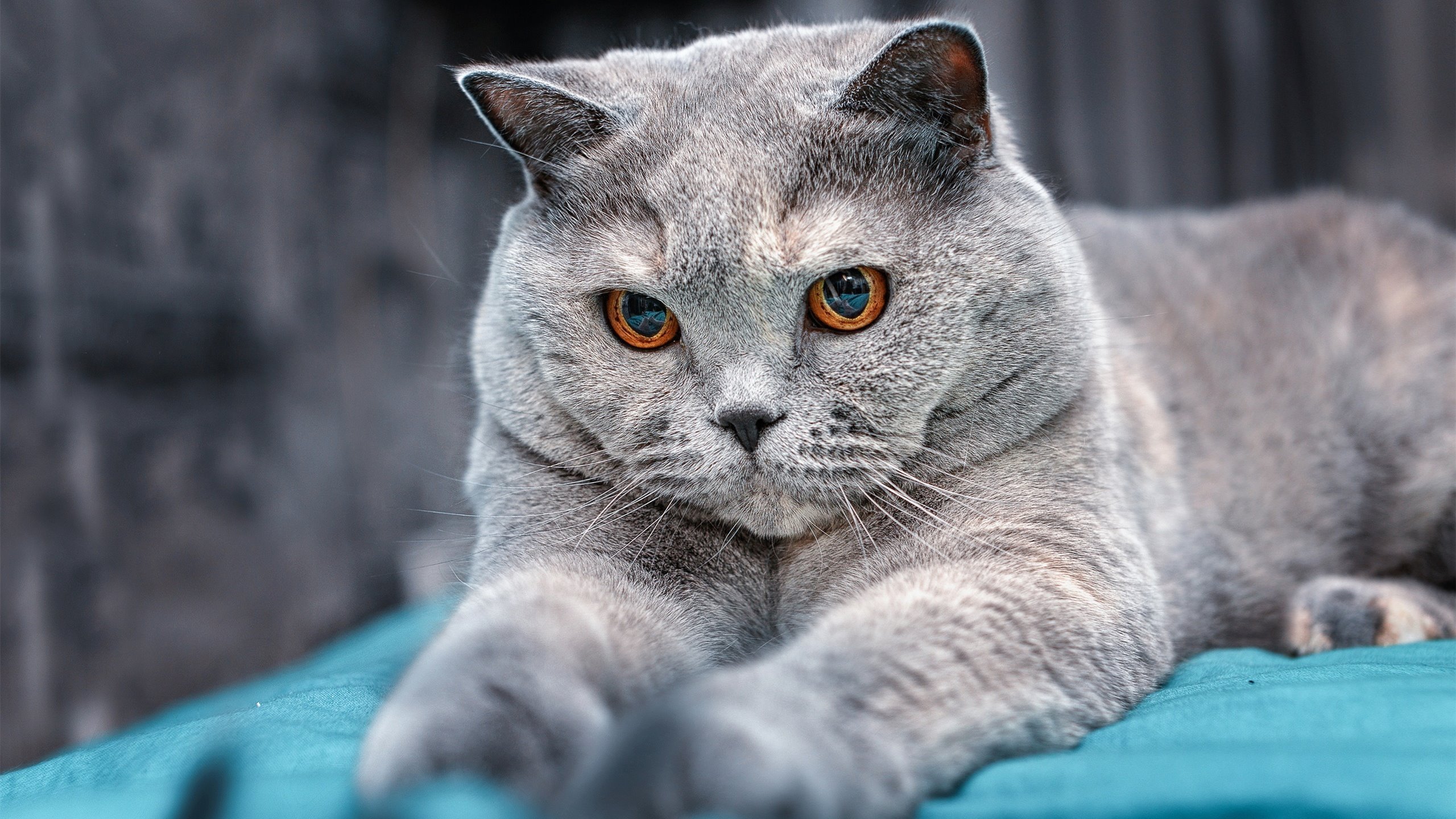 西亚卡姆独步天下!太阳狂胜上海队诠释顶级篮球维度