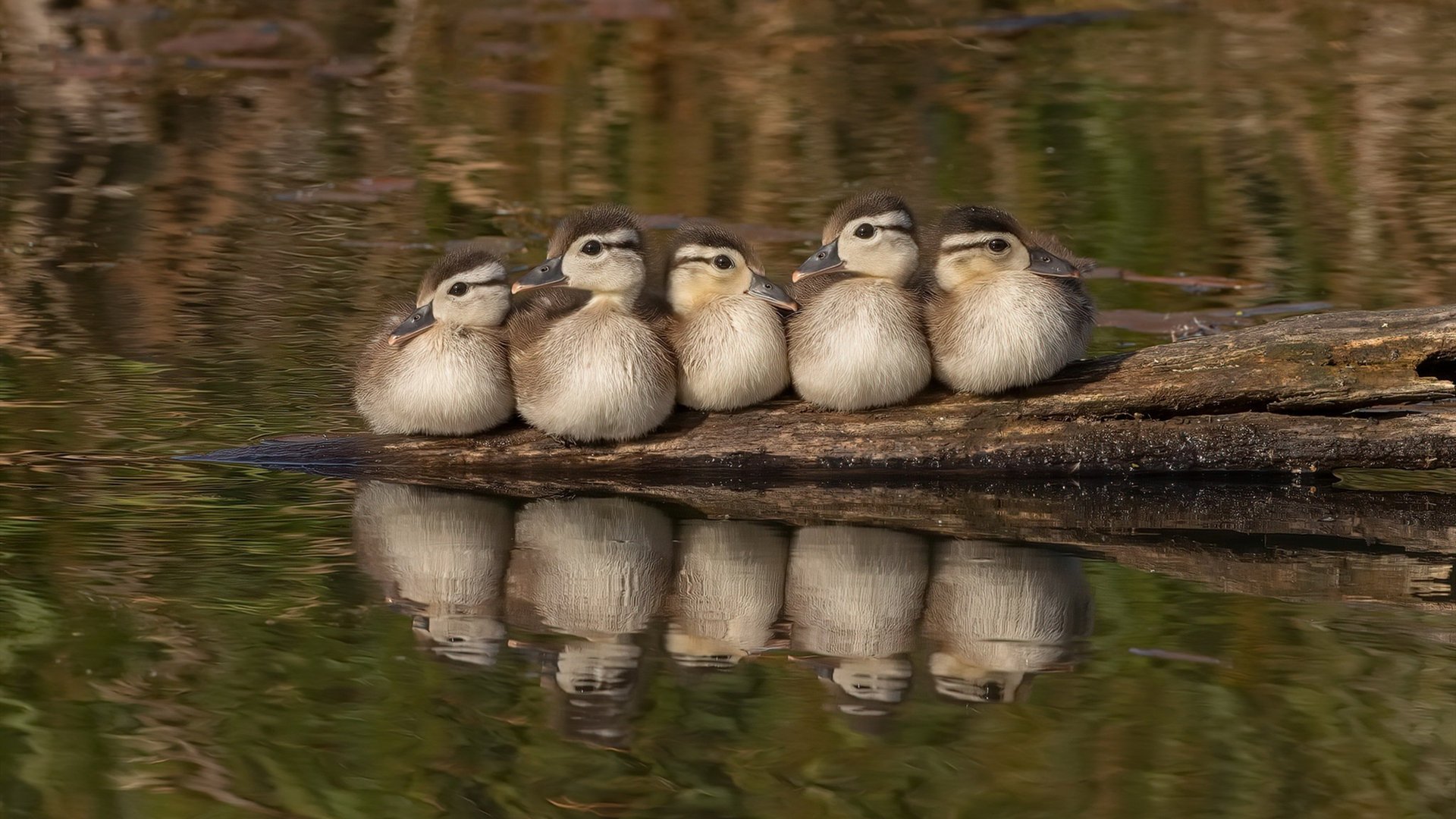 开云体育在线-绿茵场上的约基奇时刻，英超争冠夜的战术大脑与统治力