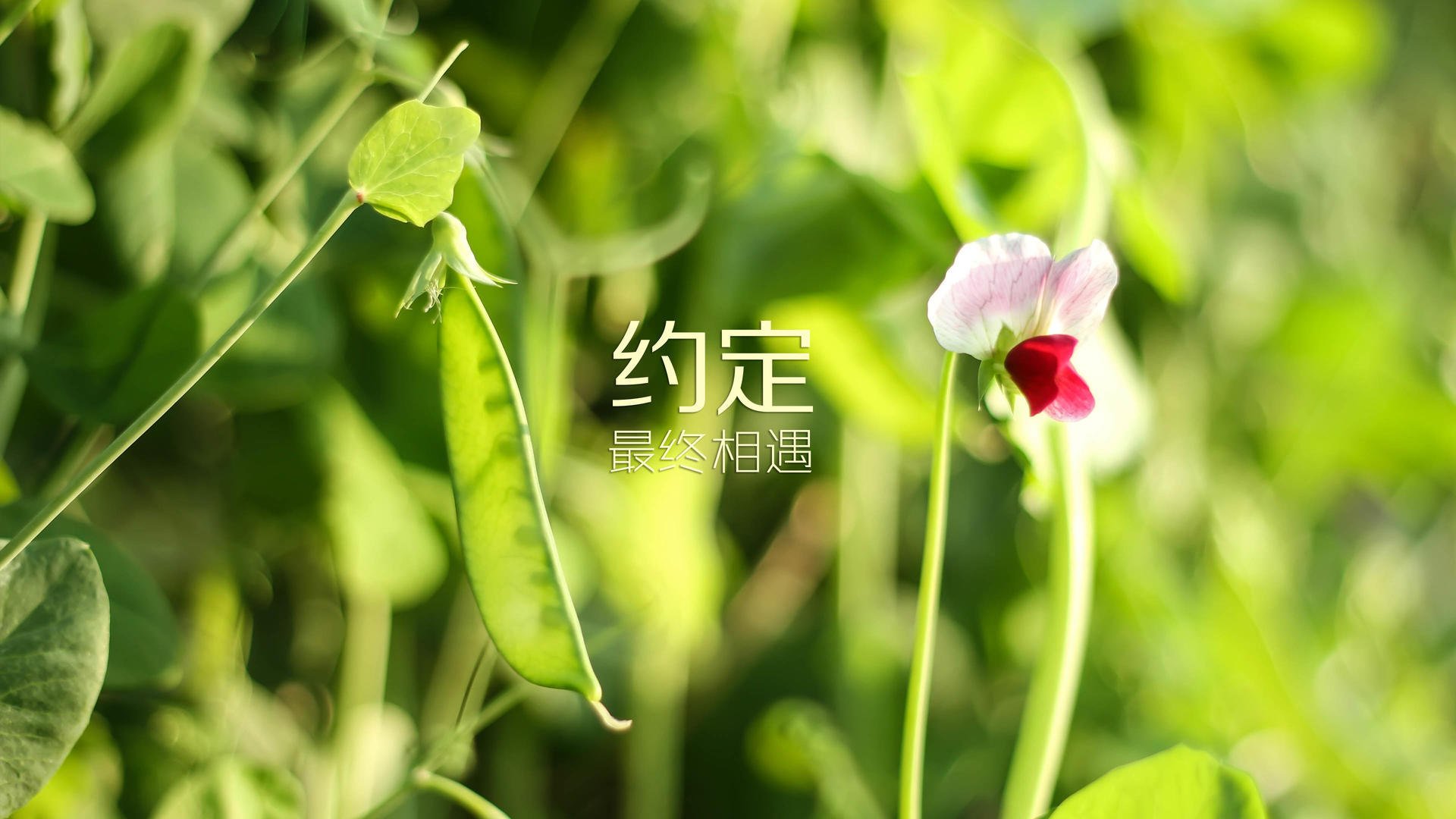 开云体育中国-欧洲足坛双重奏，皇家社会欧战横扫马赛，厄德高英超争冠接管比赛